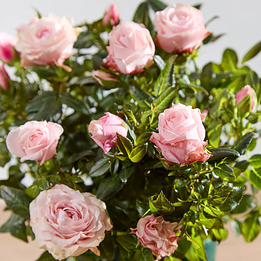Pink Rose Plant with Pot