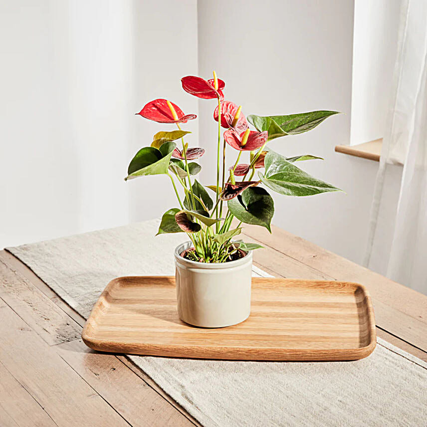 Dazzling red Anthurium