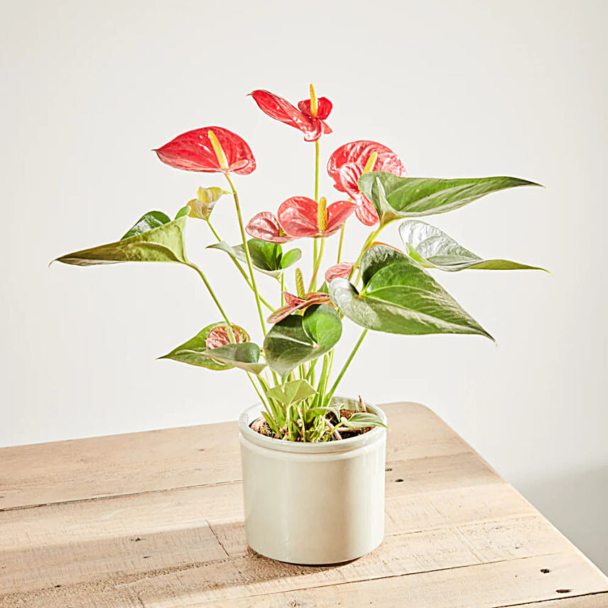 Dazzling red Anthurium