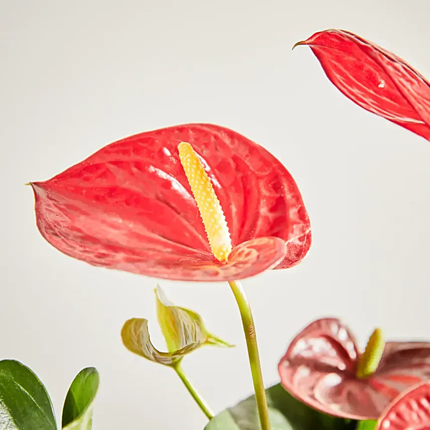 Dazzling red Anthurium