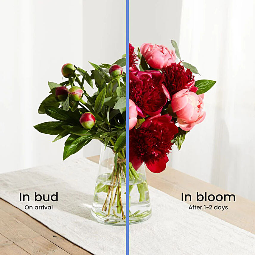 Mixed Peonies