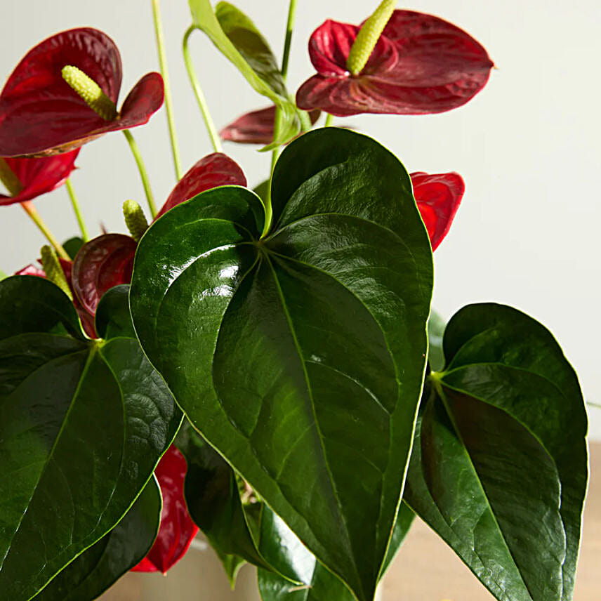 Red Flamingo Flower Plant with Pot