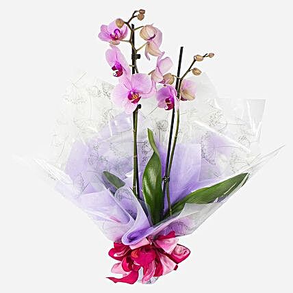 Gift Wrapped Orchid Plant:Gift Delivery in Newcastle