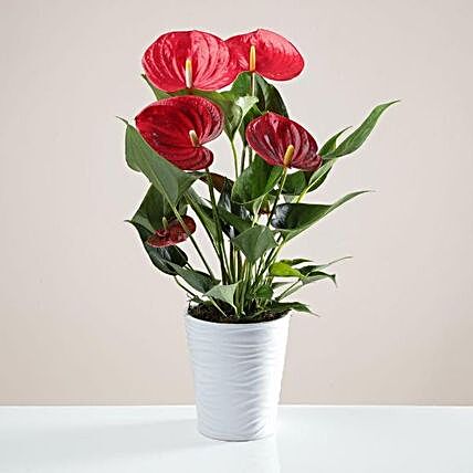 The Red Anthurium Happy Bunch:Gifts to Manchester UK