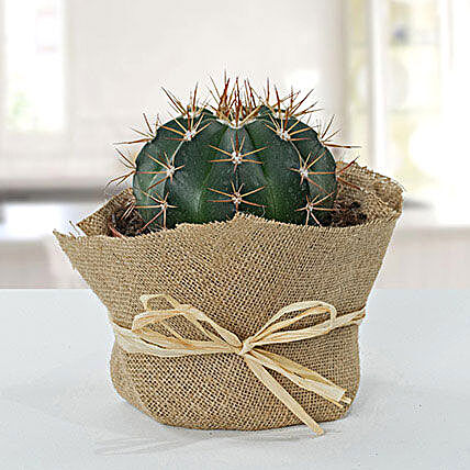 Amazing Cactus With Jute Wrapped Pot