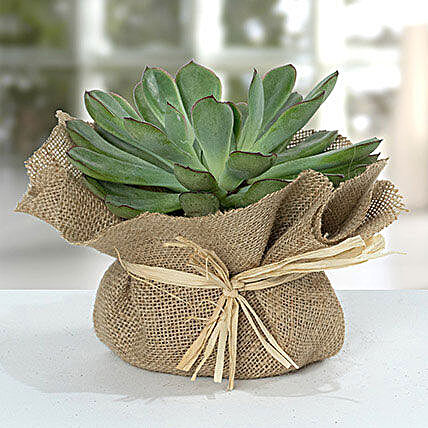 Green Echeveria Jute Wrapped Plant:Send Corporate Gifts to to UK