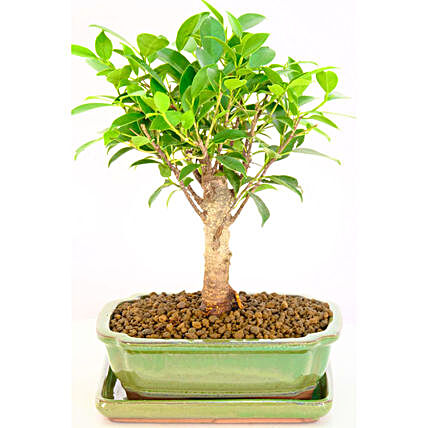 Outstanding Ficus Bonsai