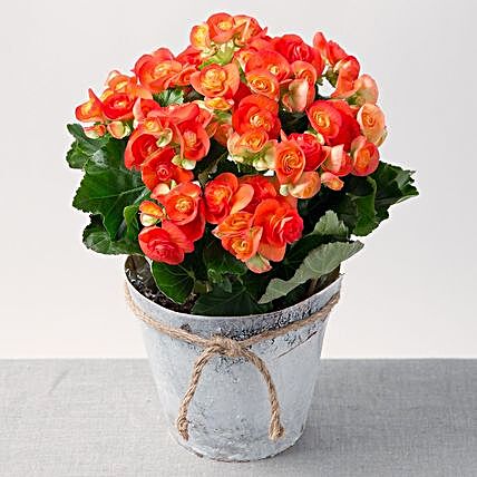 Orange Begonia Jute Pot:Plants  in UK