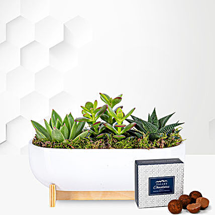 Succulent Plants Trio In Ceramic Planter
