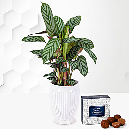 Air Purifying Calathea Plant In White Urn Planter