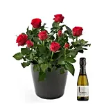 Rose Plant And Wine Bottle Combo