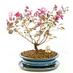 Lovely Indoor Blush Starter Bonsai