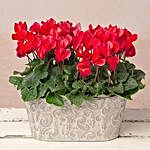 Christmas Special Red Cyclamen Plant