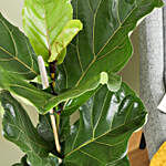 Fiddle Leaf Fig Plant In Jute Pot