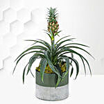 Air Purifying Pineapple Plant In Green Pot