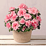 Pink Azalea Jute Pot