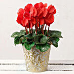 Red Cyclamen Plant In White And Golden Pot