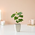 Coffee Plant Letter Box Gift