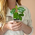 Coffee Plant Letter Box Gift