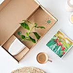 Coffee Plant Letter Box Gift