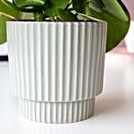 Peperomia Polybotrya Plant Ceramic Pot