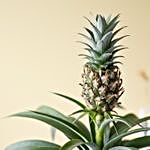 Pineapple Plant Ceramic Pot