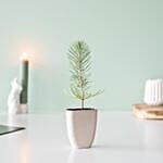Pine Plant Letter Box Gift