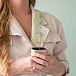 Pine Plant Letter Box Gift