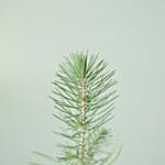 Pine Plant Letter Box Gift