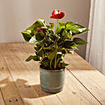 Dazzling Red Anthurium Plant