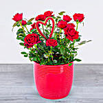 Valentine Rose Plant