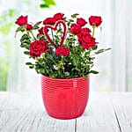 Heart Rose Plant