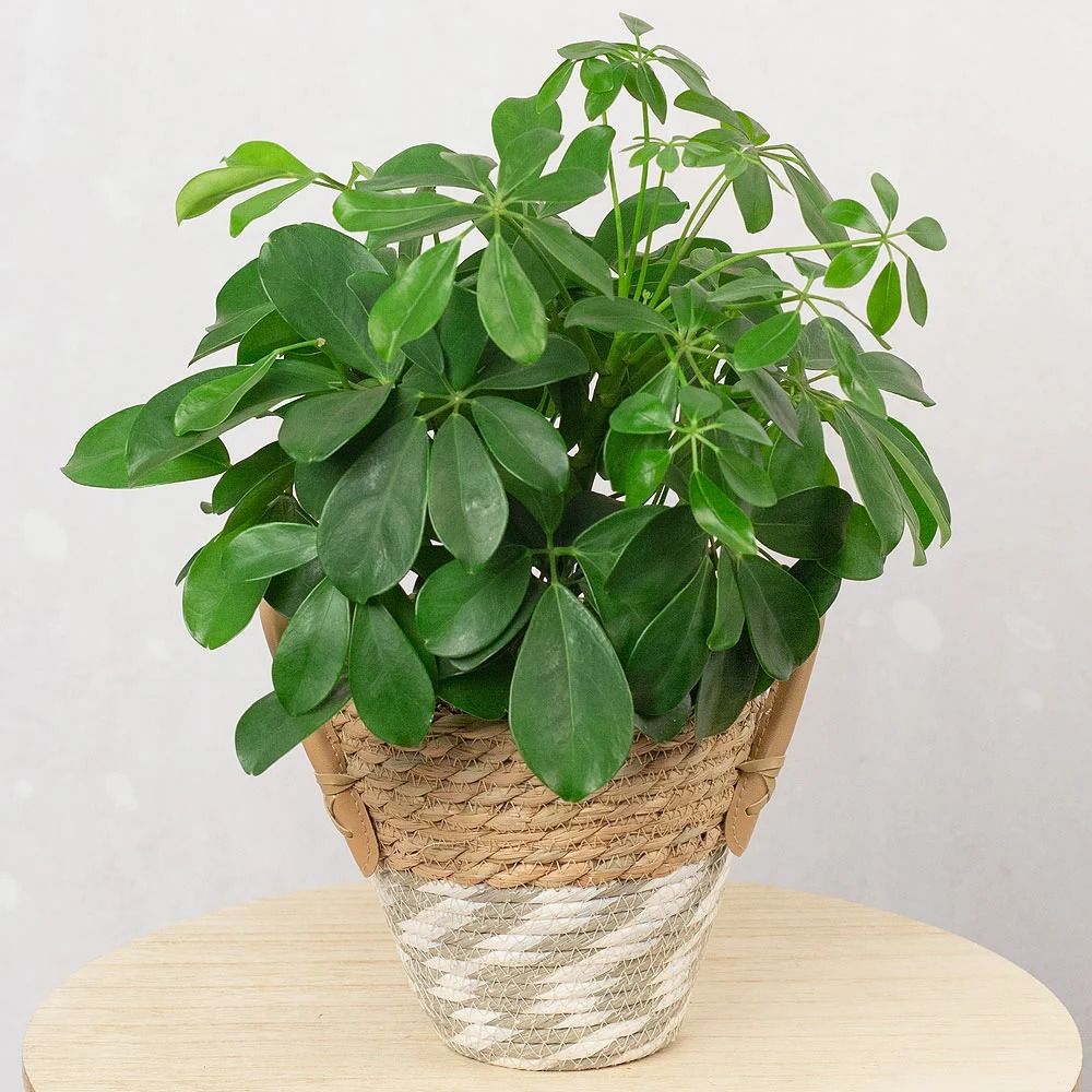 Umbrella Plant In Two Tone Woven Straw Pot uk | Gift Umbrella Plant In Two Tone Woven Straw Pot- Ferns N Petals