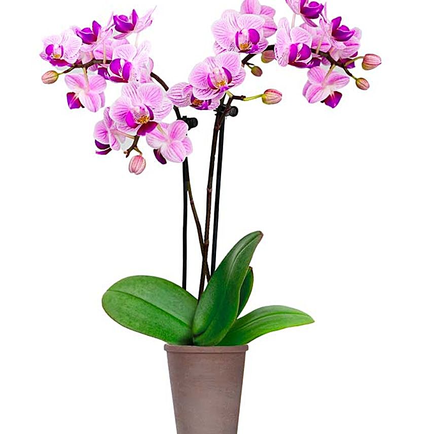 Purple Orchid Plant In Ceramic Pot