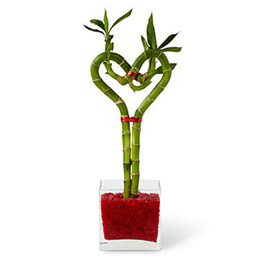 Nurture Love 1 Heart Bamboo Plant