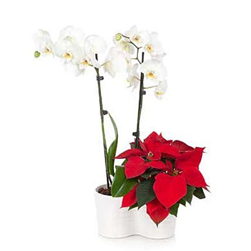 Orchid N Poinsettia Plants For Christmas