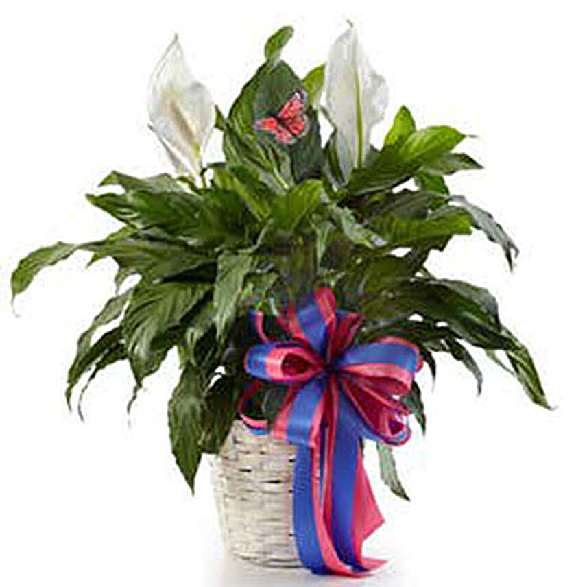 Classic Peace Lily Plant:Plant Delivery in USA