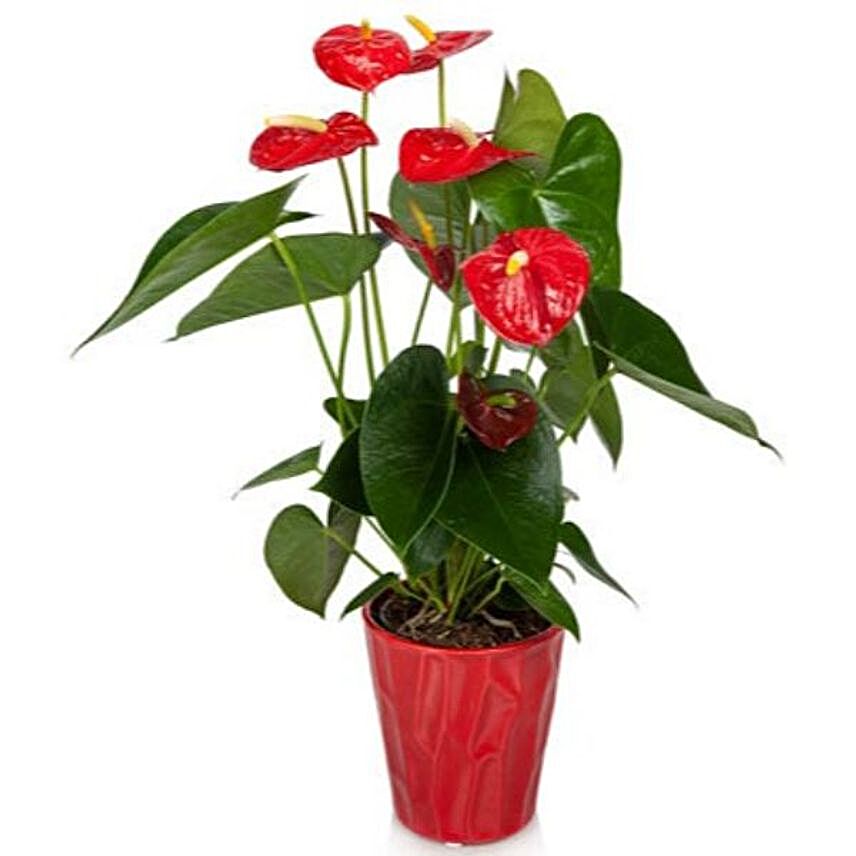 Vibrant Red Anthurium:Gifts to Santa Clara