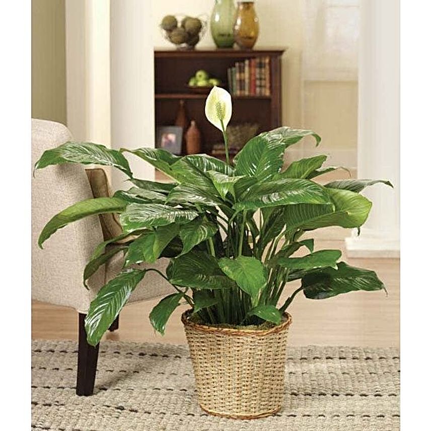 Calming Peace Lily Plant:Send Lilies to USA