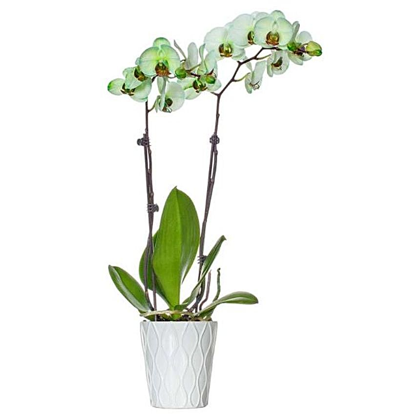 Green Dyed Premium Orchid Plant