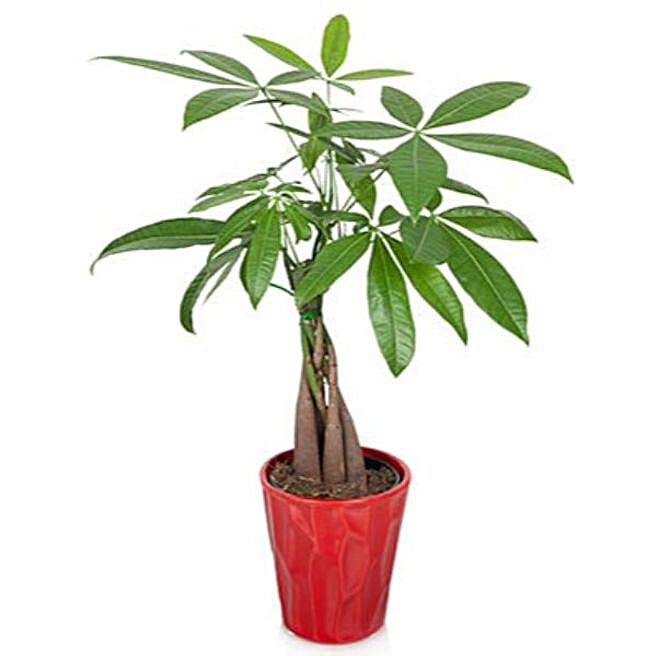 Lucky Money Tree usa Gift Lucky Money Tree FNP