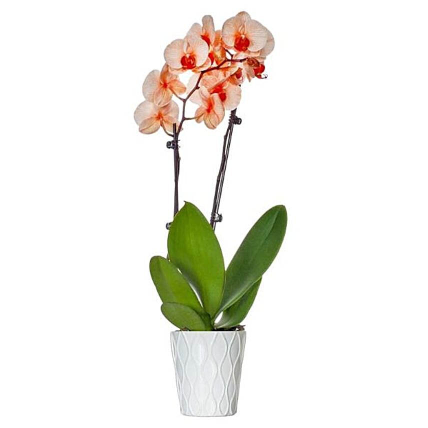 Orange Dyed Premium Orchid Plant