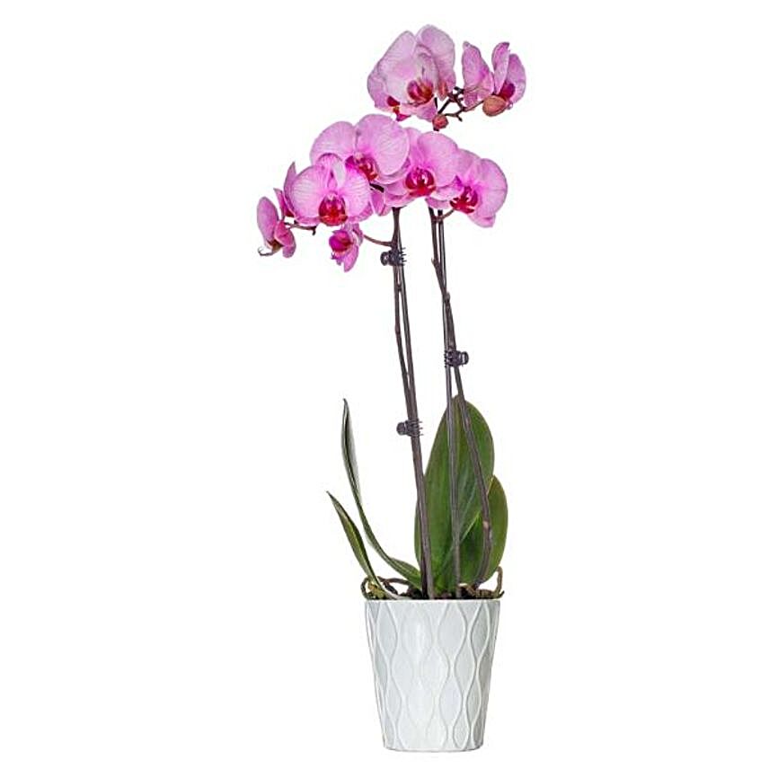 Pink Dyed Premium Orchid Plant