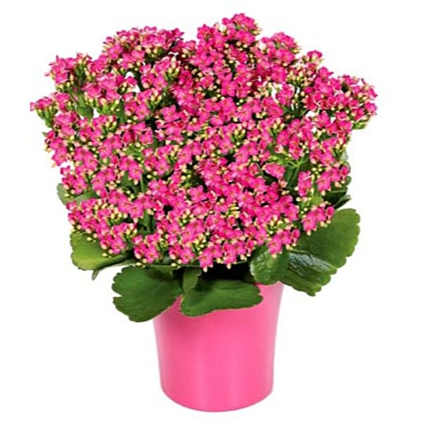 Pink Kalanchoe Plant In Colourful Pot