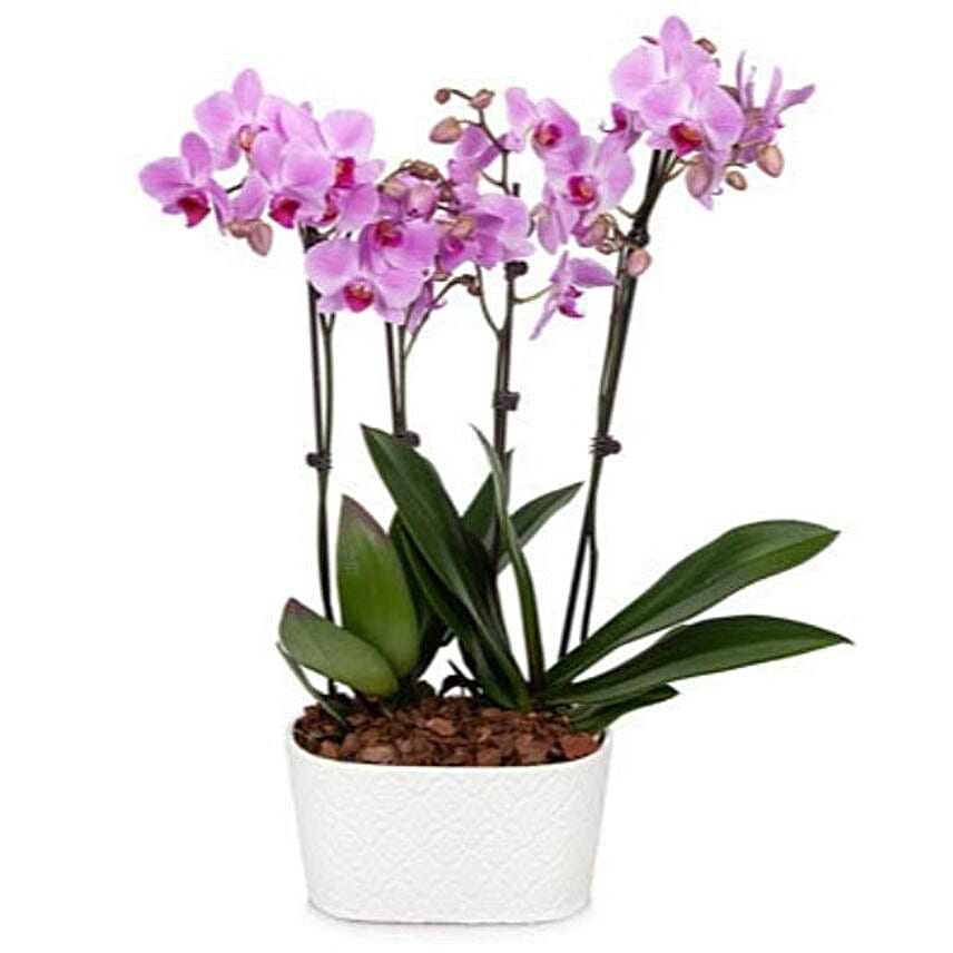 Pure Love Orchid Plant