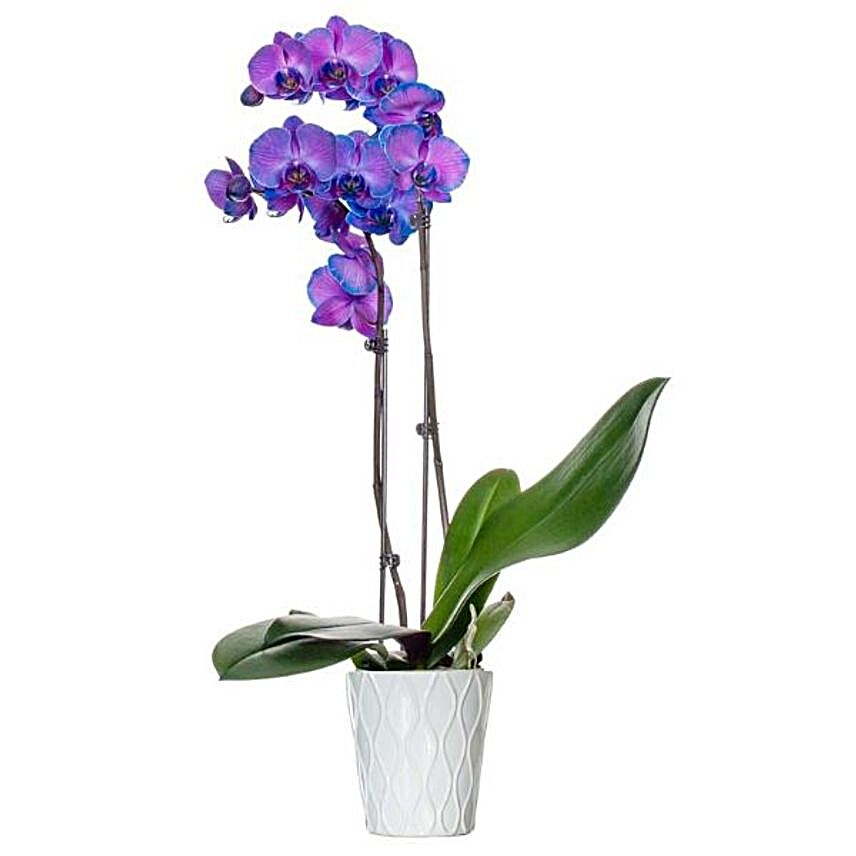 Purple Dyed Premium Orchid Plant:Orchid Flowers to USA