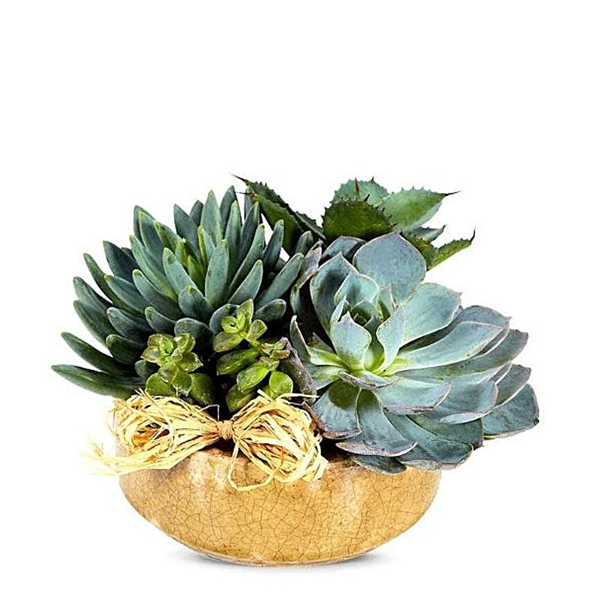Succulent Dish Garden:Plant Delivery in USA