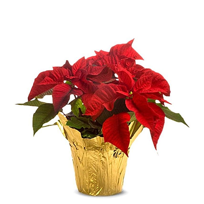 Exotic Golden Poinsettia Arrangement:Send Christmas Flowers to USA