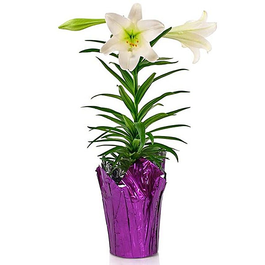 Easter Spirited Lily Plant In Purple Cover Pot