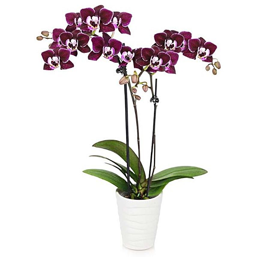 Alluring Purple Orchid Plant In White Planter:Orchid Flowers to USA